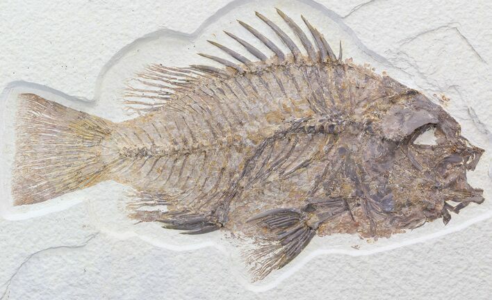 Impressive Priscacara Serrata Fossil Fish - Wyoming #44539